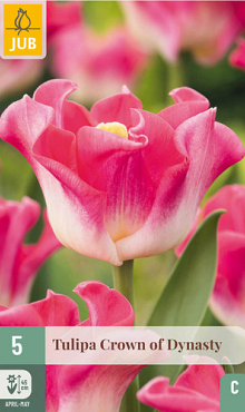 X   5 TULIPA CROWN OF DYNASTY 11/12