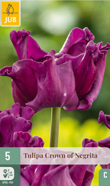 X   5 TULIPA CROWN OF NEGRITA 11/12