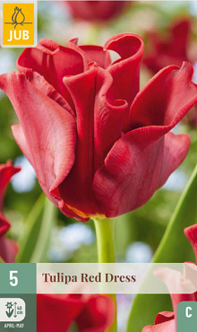 X   5 TULIPA RED DRESS 11/12