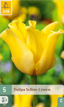 X   5 TULIPA YELLOW CROWN 11/12