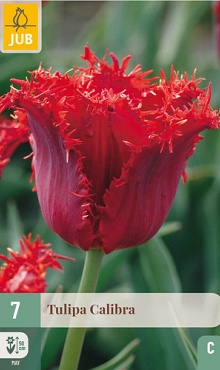 X   7 TULIPA CALIBRA 11/12