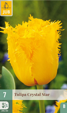 X   7 TULIPA CRYSTAL STAR 11/12