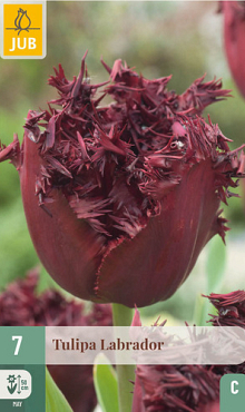 X   7 TULIPA LABRADOR 11/12