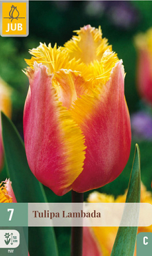 X   7 TULIPA LAMBADA 11/12