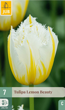 X   7 TULIPA LEMON BEAUTY 11/12