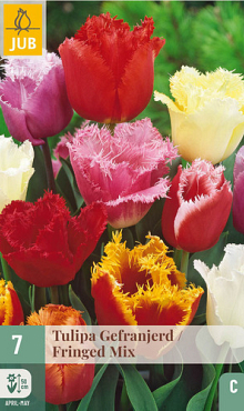 X   7 TULIPA GEFRANJERD MIX 11/12