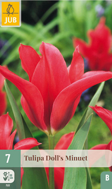 X   7 TULIPA DOLLS MINUET 11/12