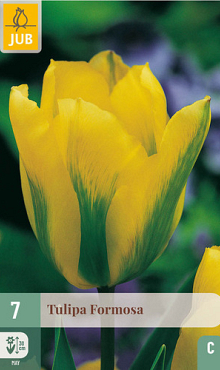 X   7 TULIPA FORMOSA 11/12