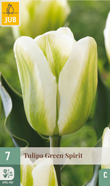 X   7 TULIPA GREEN SPIRIT 11/12