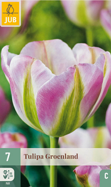 X   7 TULIPA GROENLAND 11/12