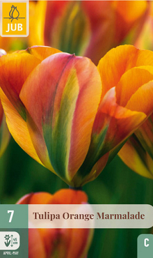 X   7 TULIPA ORANGE MARMALADE 11/12