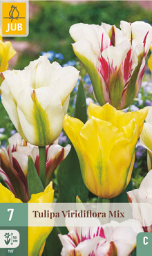 X   7 TULIPA VIRIDIFLORA MIX 11/12