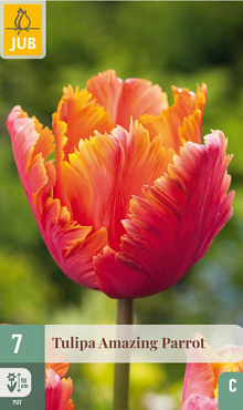 X   7 TULIPA AMAZING PARROT 11/12