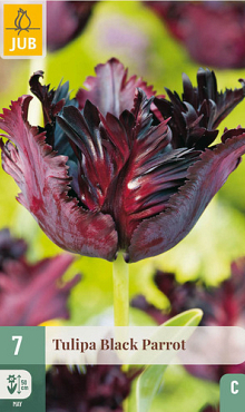 X   7 TULIPA BLACK PARROT 11/12
