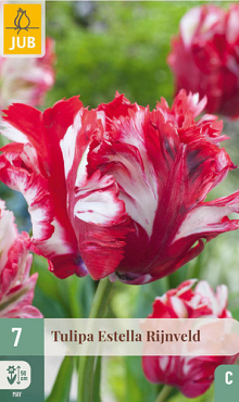 X   7 TULIPA ESTELLA RIJNVELD 11/12