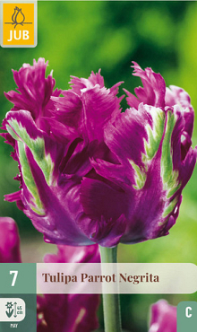 X   7 TULIPA PARROT NEGRITA 11/12