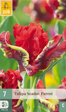 X   7 TULIPA SEADOV PARROT 11/12