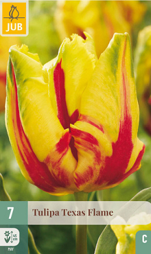 X   7 TULIPA TEXAS FLAME 11/12