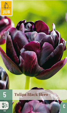 X   5 TULIPA BLACK HERO 11/12