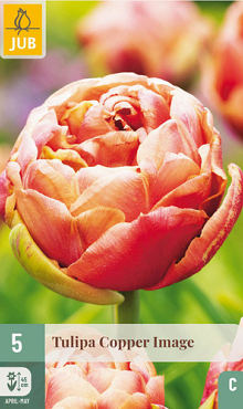 X   5 TULIPA COPPER IMAGE 11/12
