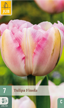 X   7 TULIPA FINOLA 11/12