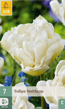 X   7 TULIPA NORTHCAP 11/12