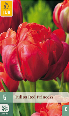 X   5 TULIPA RED PRINCESS 11/12