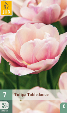X   7 TULIPA TABLEDANCE 11/12