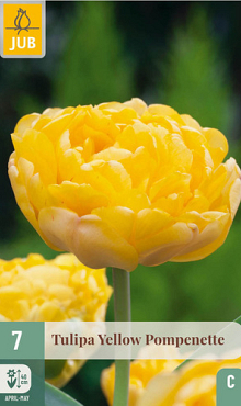 X   7 TULIPA YELLOW POMPENETTE 11/12