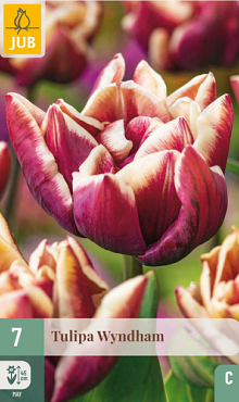 X   7 TULIPA WYNDHAM 11/12