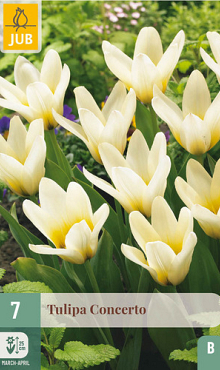 X   7 TULIPA CONCERTO 11/12
