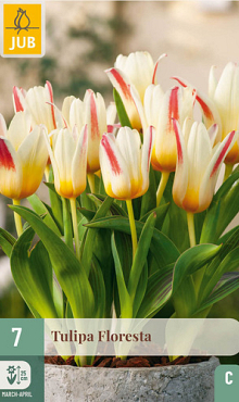 X   7 TULIPA FLORESTA 11/12