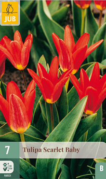 X   7 TULIPA SCARLET BABY 11/12