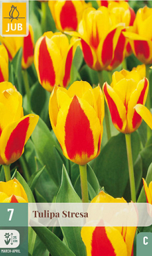 X   7 TULIPA STRESA 11/12