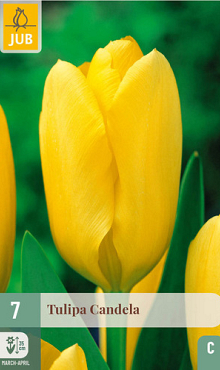 X   7 TULIPA CANDELA 11/12
