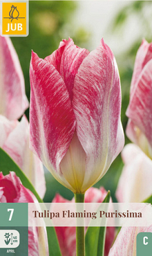 X   7 TULIPA FLAMING PURISSIMA 11/12