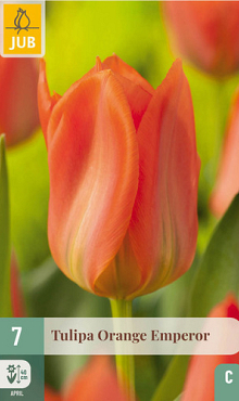 X   7 TULIPA ORANGE EMPEROR 11/12