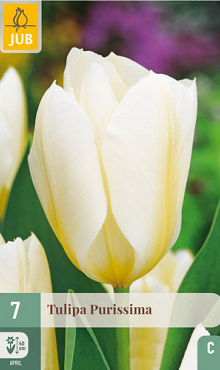 X   7 TULIPA PURISSIMA 11/12