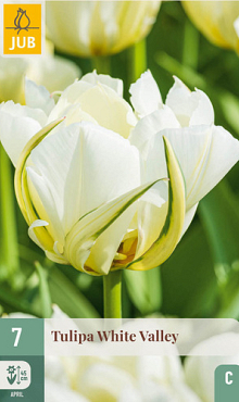 X   7 TULIPA WHITE VALLEY 11/12