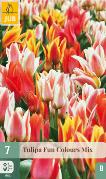 X   7 TULIPA FUN COLOURS 11/12