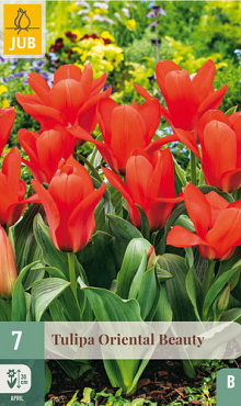 X   7 TULIPA ORIENTAL BEAUTY 11/12