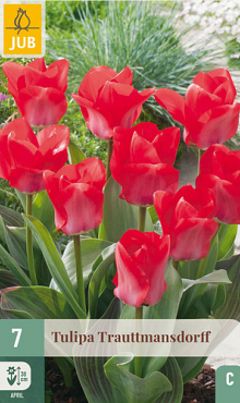 X   7 TULIPA TRAUTTMANSDORFF 11/12