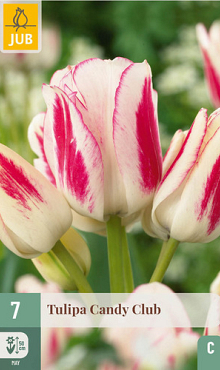 X   7 TULIPA CANDY CLUB 11/12