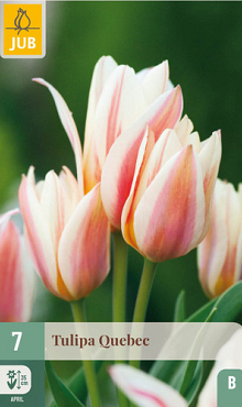 X   7 TULIPA QUEBEC 11/12