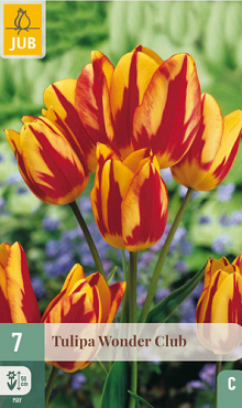 X   7 TULIPA WONDER CLUB 11/12
