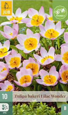 X 10 TULIPA BAKERI LILAC WONDER 6/+