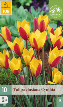 X 10 TULIPA CLUSIANA CYNTHIA 6/+
