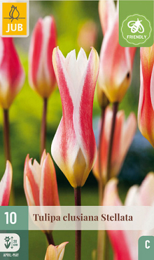 X 10 TULIPA CLUSIANA STELLATA 6/+