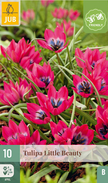 X 10 TULIPA LITTLE BEAUTY 6/+