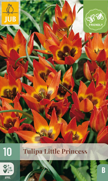 X 10 TULIPA LITTLE PRINCESS 6/+